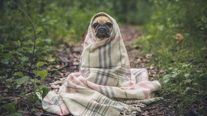 Jouw hond ook fashionable kleden doe je zo